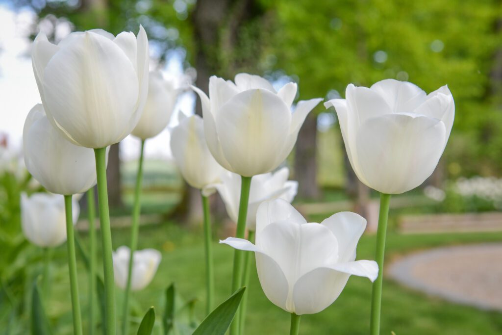 Gros plan de tulipes blanches à admirer dans le jardin de Muni du Château de Vullierens.