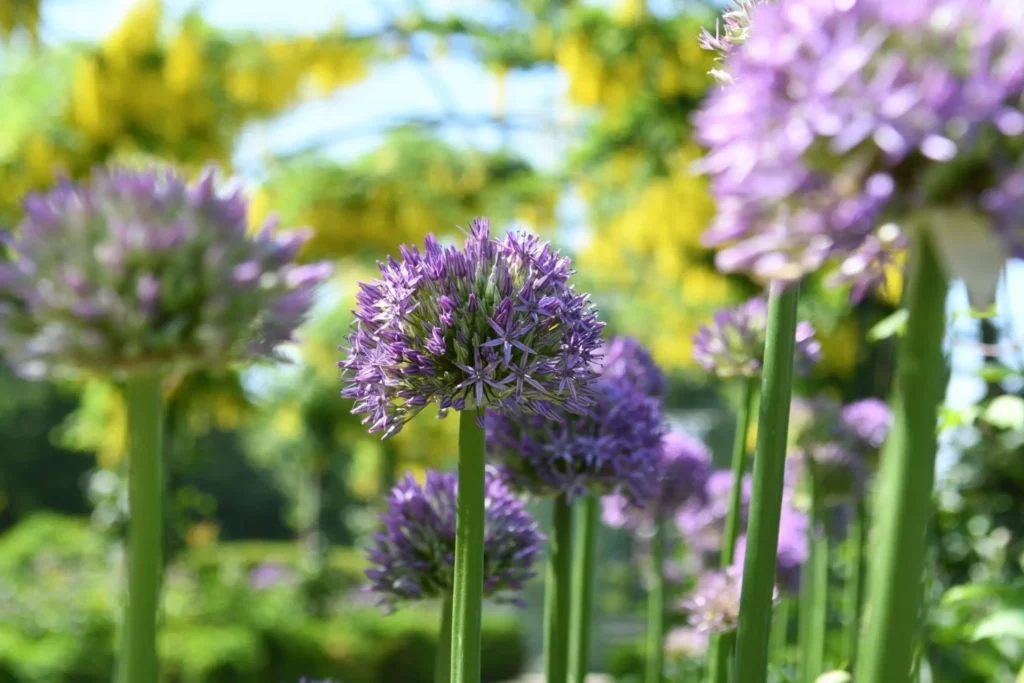 Alliums en fleurs au mois de mai, de véritables boules violettes !
