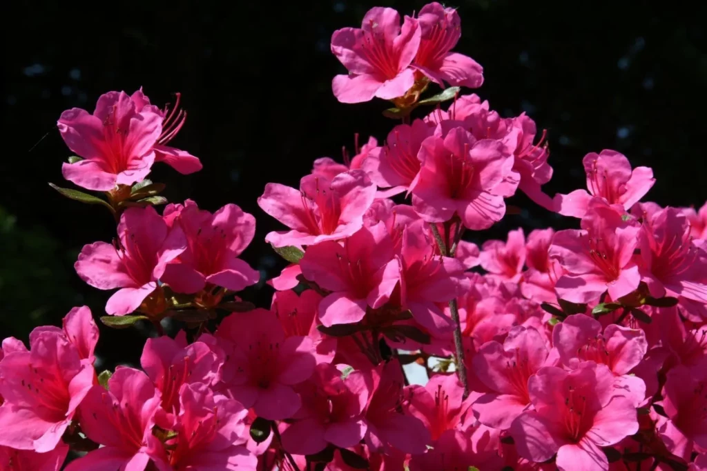 Gros plan d'azalée fuchsias en pleine floraison.