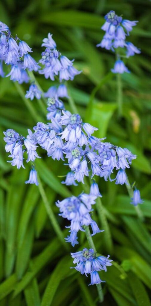 Close-up d'une fleurs jacinthe des bois.