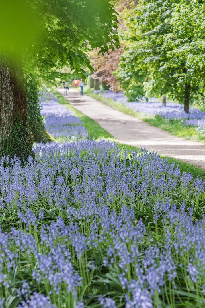 Allée cavalière recouverte des milliers de jacinthes des bois au Château de Vullierens.