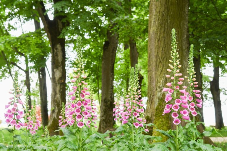 Plan rapproché de fleurs Digitale du jardin de Bunny au Château de Vullierens.