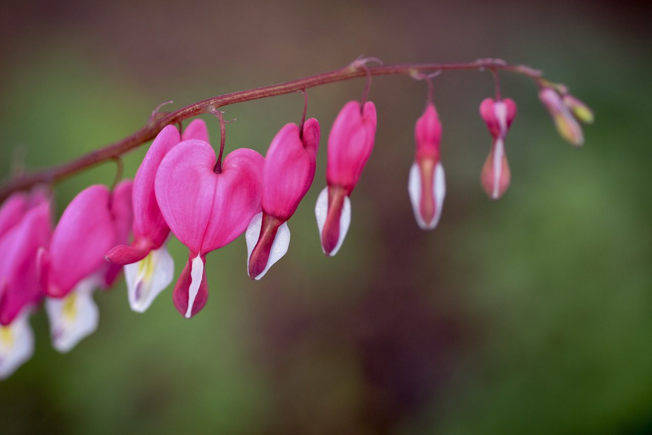 Plan rapproche de fleurs roses en forme de coeur à découvrir dans le jardins de Bunny au Château de Vullierens.