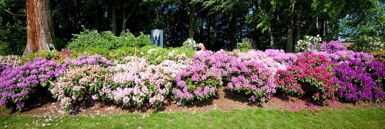 Rhododendrons en fleurs au printemps dans le jardin de Daria du Château de Vullierens.