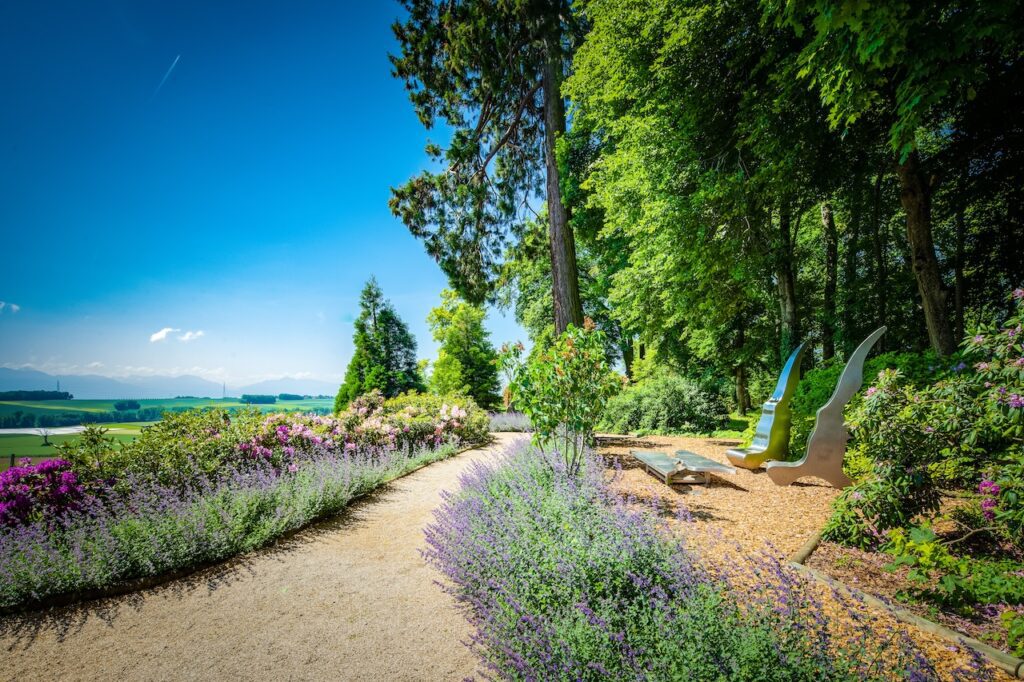 Plan large du jardin de Daria du Château de Vullierens avec de la lavande en fleurs.