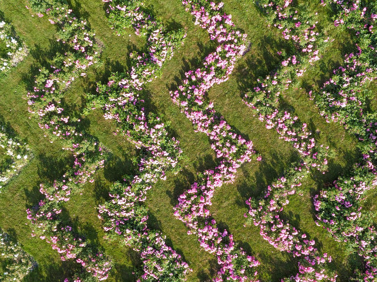 Vue aérienne des zig-zags de roses du jardin de Dorianne au Château de Vullierens.