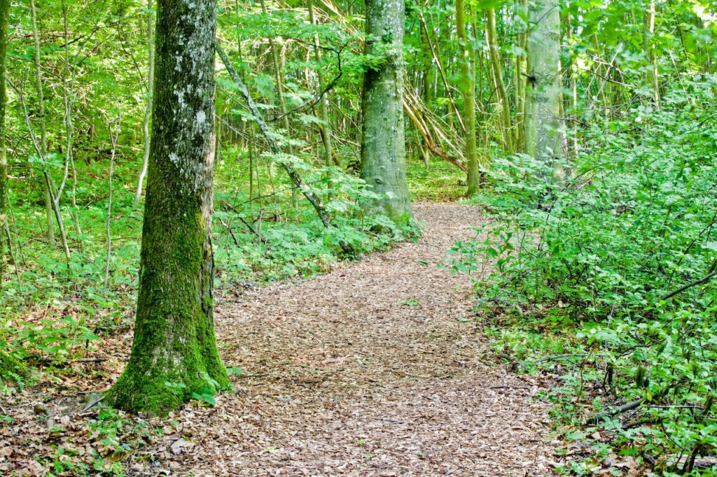 Sentier en copeaux du Royaume du Roi Lézard au Château de Vullierens, dans la forêt.