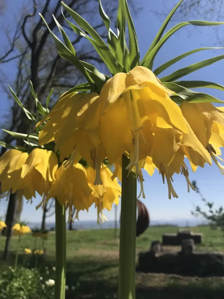 Gros plan d'un fritillaria jaune en fleurs.