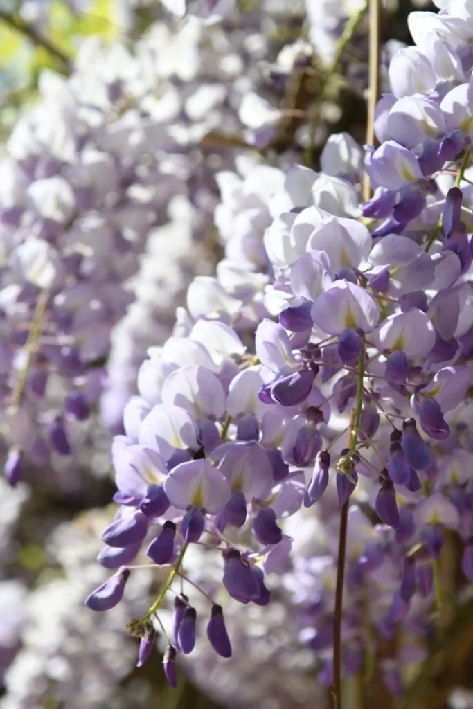 Gros plan d'une glycine blanche et violette en pleine floraison.