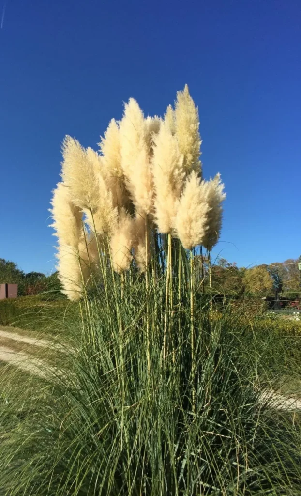 Gros plan sur les graminées ornementales qui sont des plumeaux à admirer en automne.