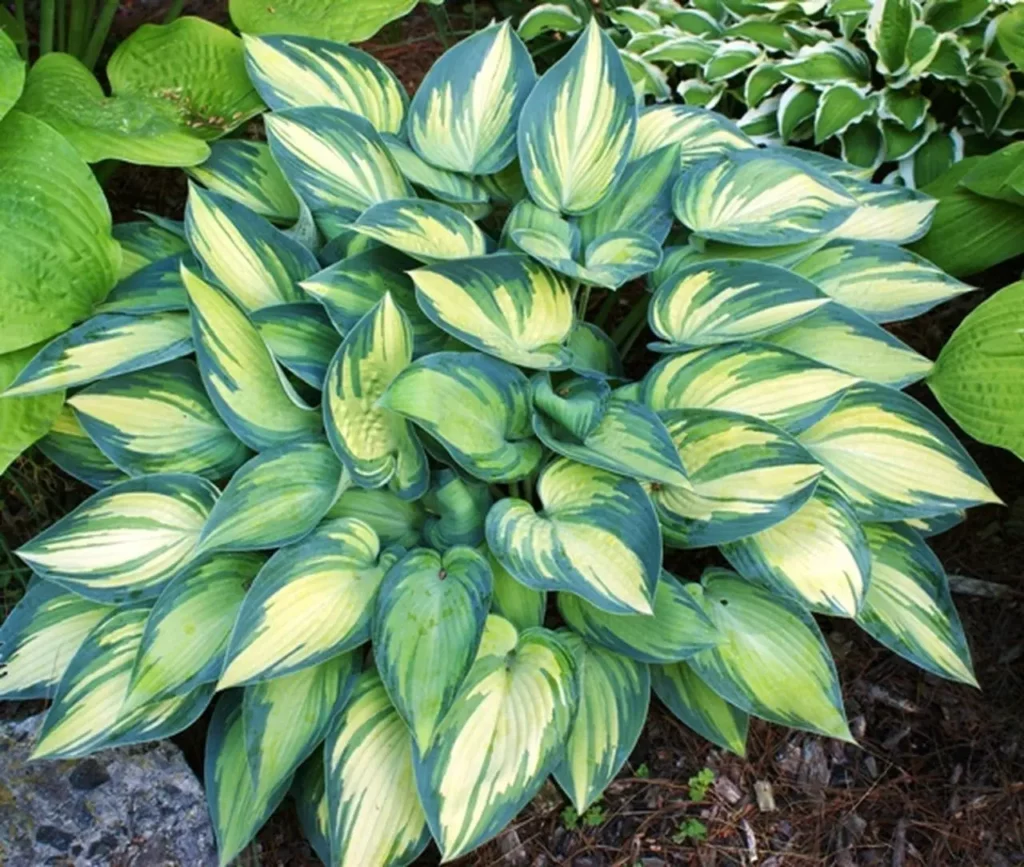 Hosta en fleurs avec ses grandes feuilles vertes dégradées.