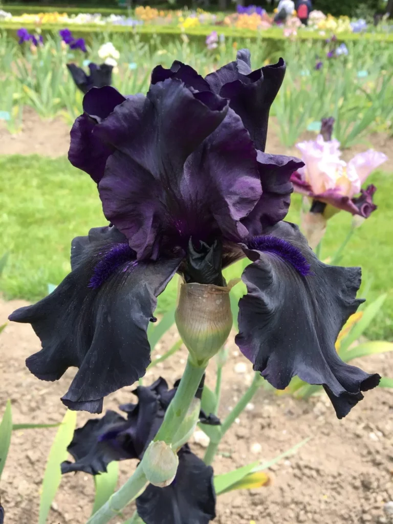 Iris des jardins de couleur noir.
