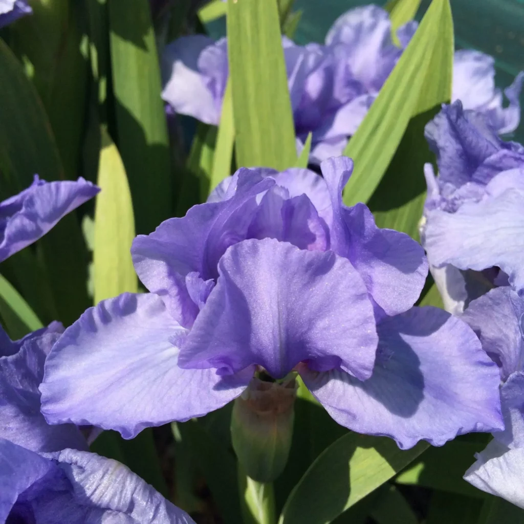 Iris nain de couleur violet.