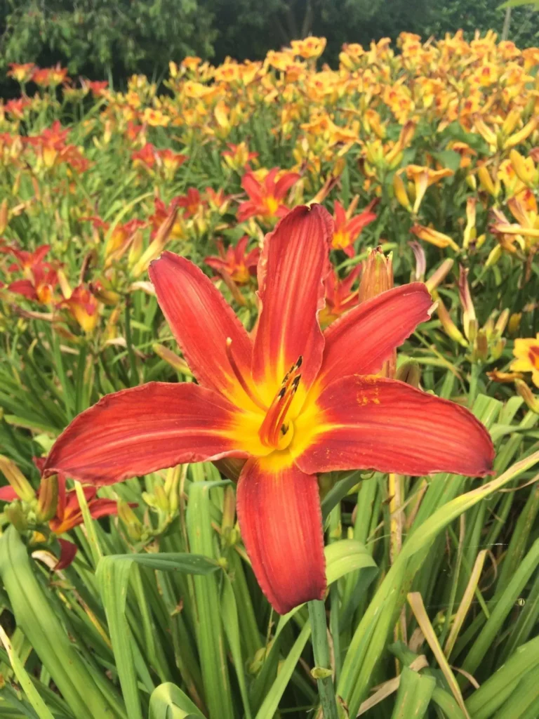 Gros plan d'une lys-hémérocalles rouge avec 6 grandes pétales ouvertes.