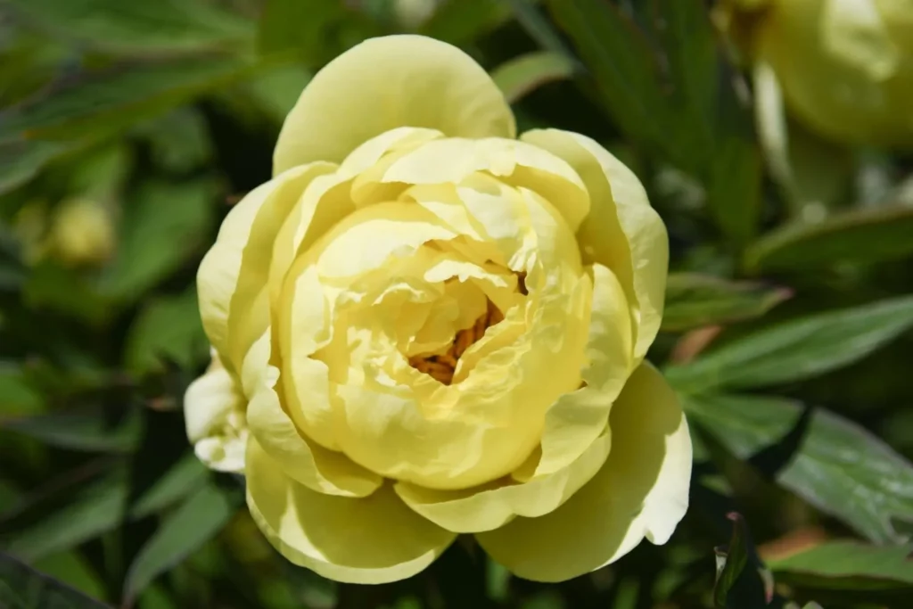 Gros plan d'une pivoine jaune en fleurs dans le jardin de Daria du Château de Vullierens.