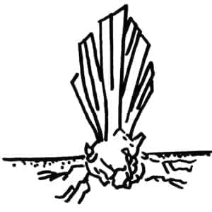 Illustration d'un rhizome d'iris en terre sur un sol plat.