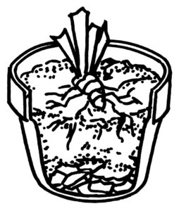 Illustration d'un rhizome d'iris dans un pot de fleurs.