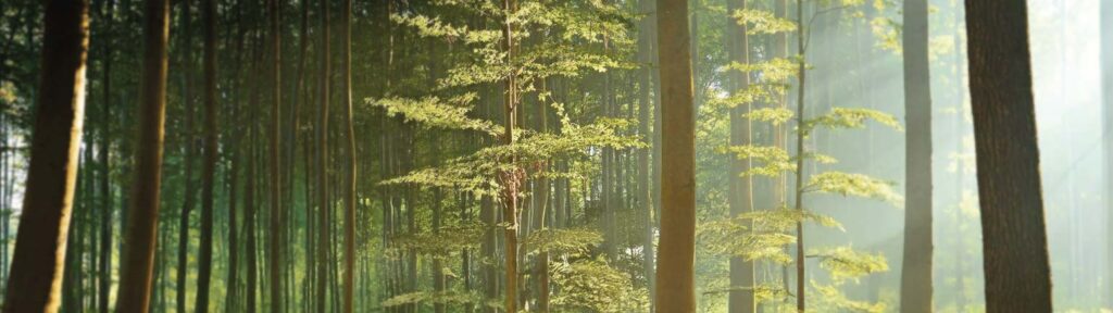 Forêt éclairée par les rayons du soleil venant depuis la droite.