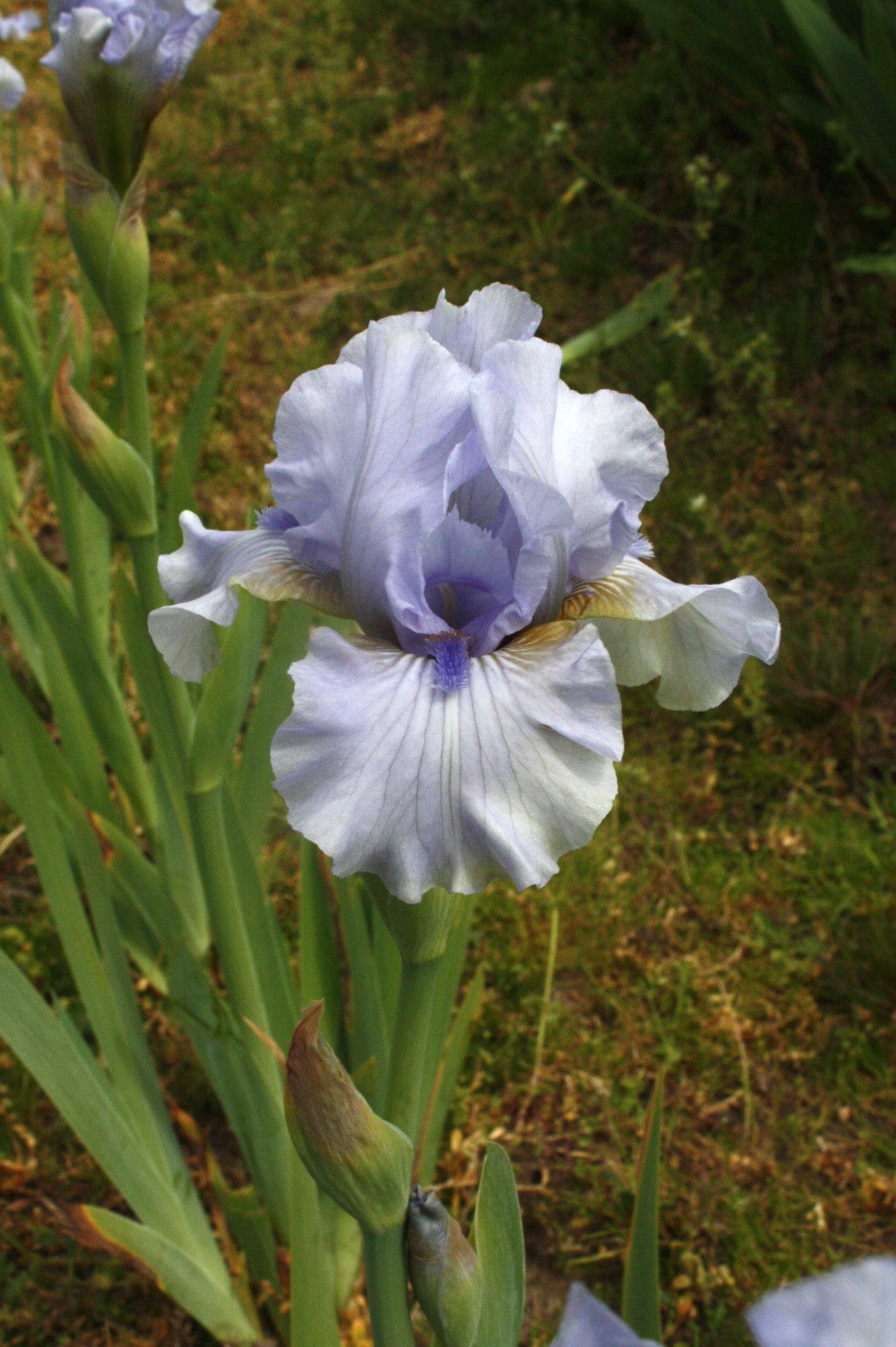 Photo of August Treat - R