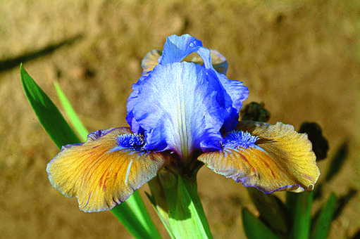 Photo of Blueberry Tart - R
