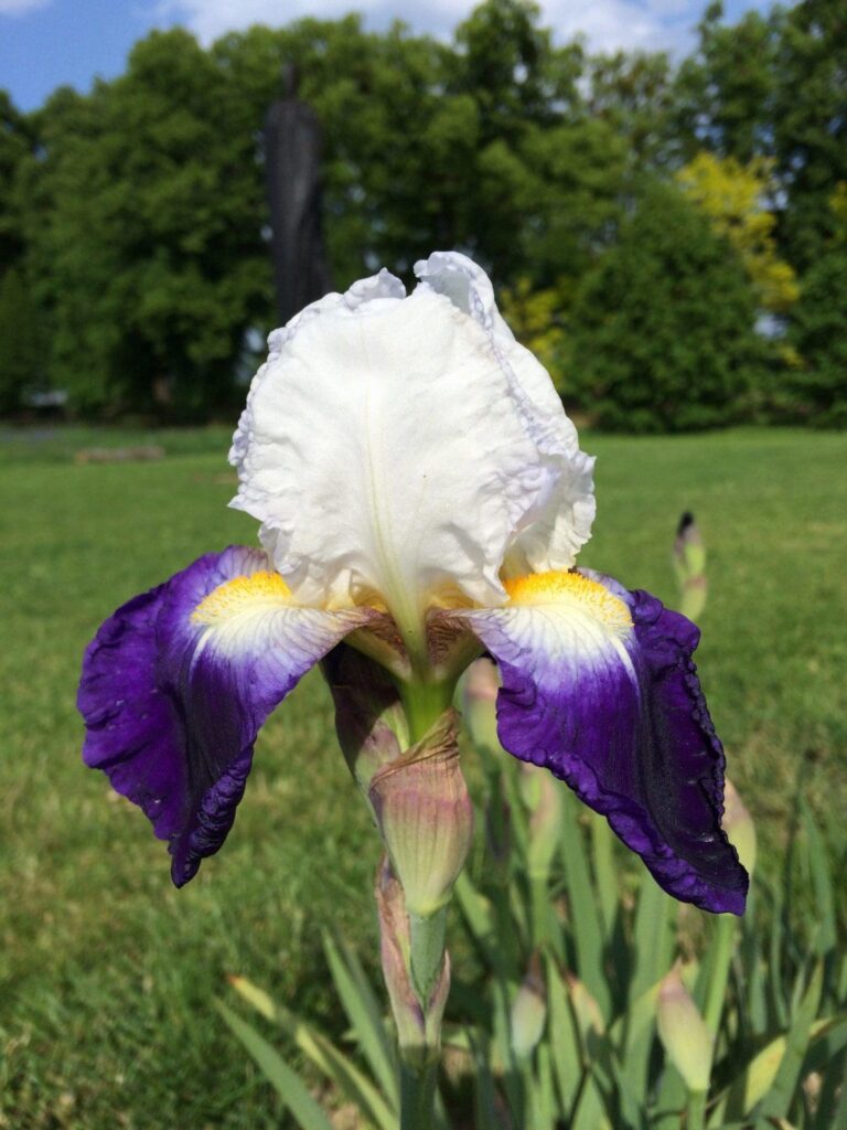 Foto von Border Beauty