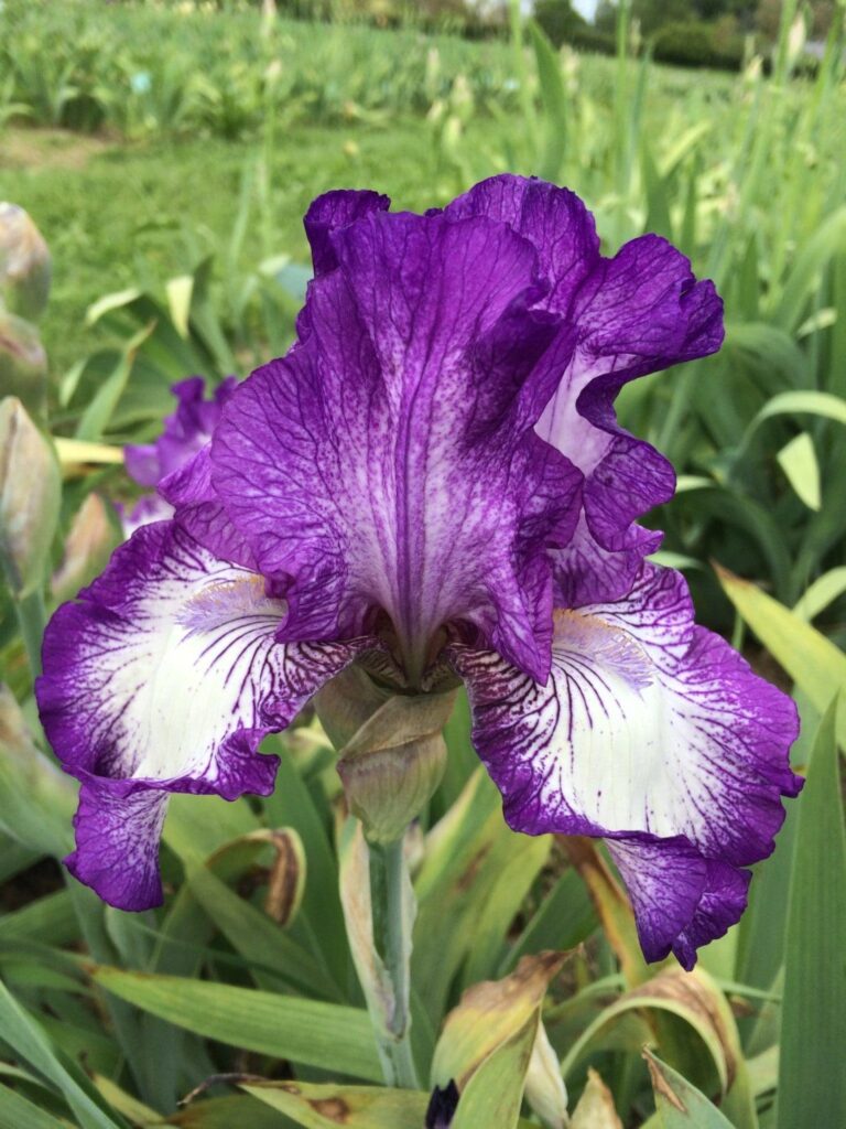 Photo of Bountiful Harvest - R