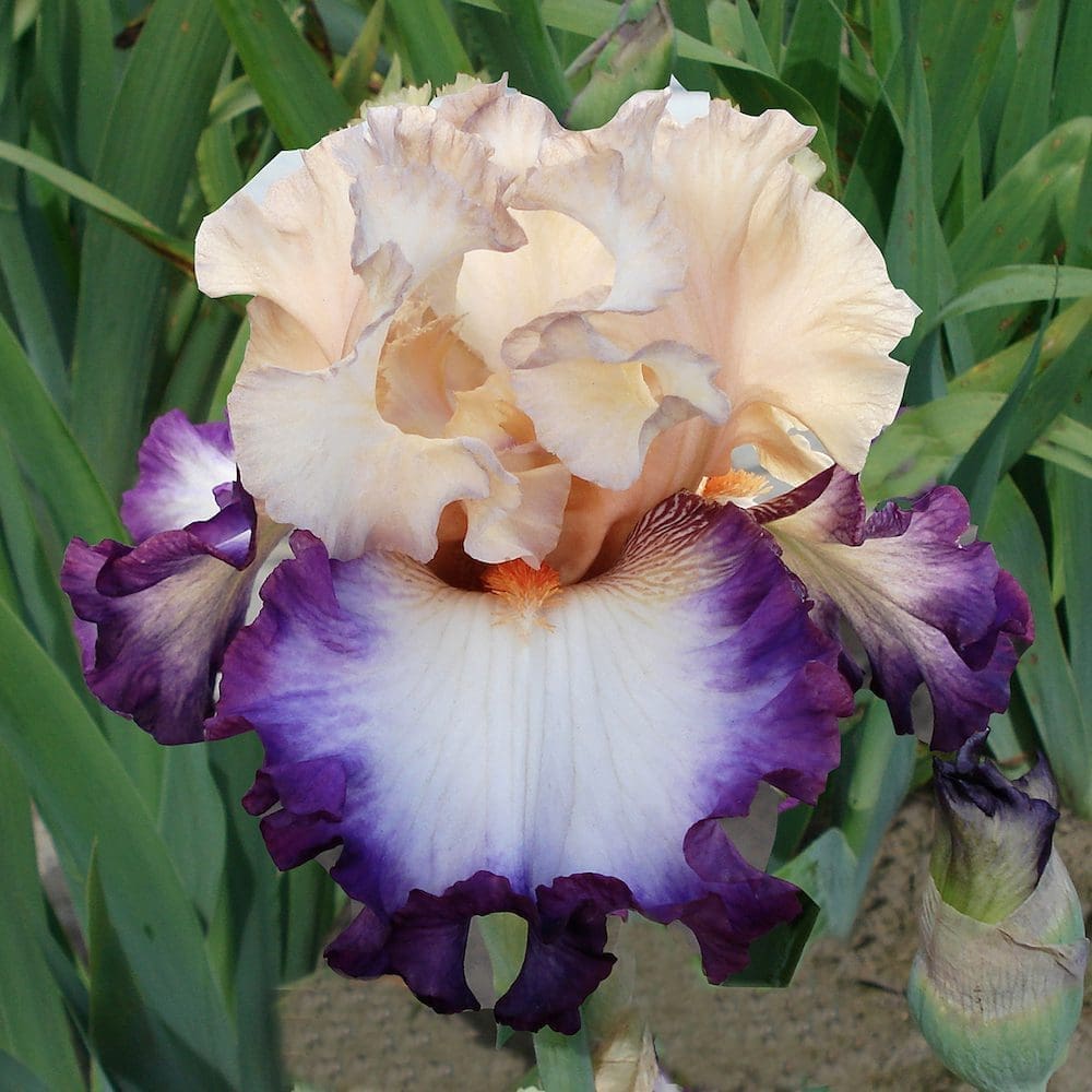 Foto von Brouhaha - R