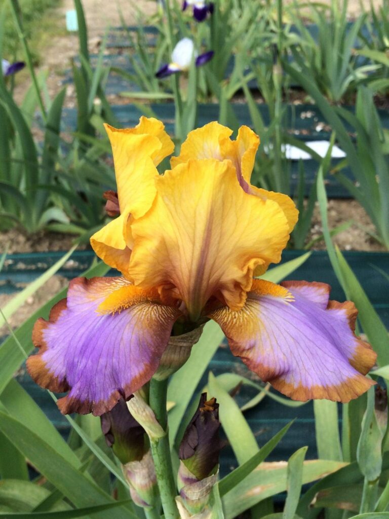 Photo of Brown Lasso *