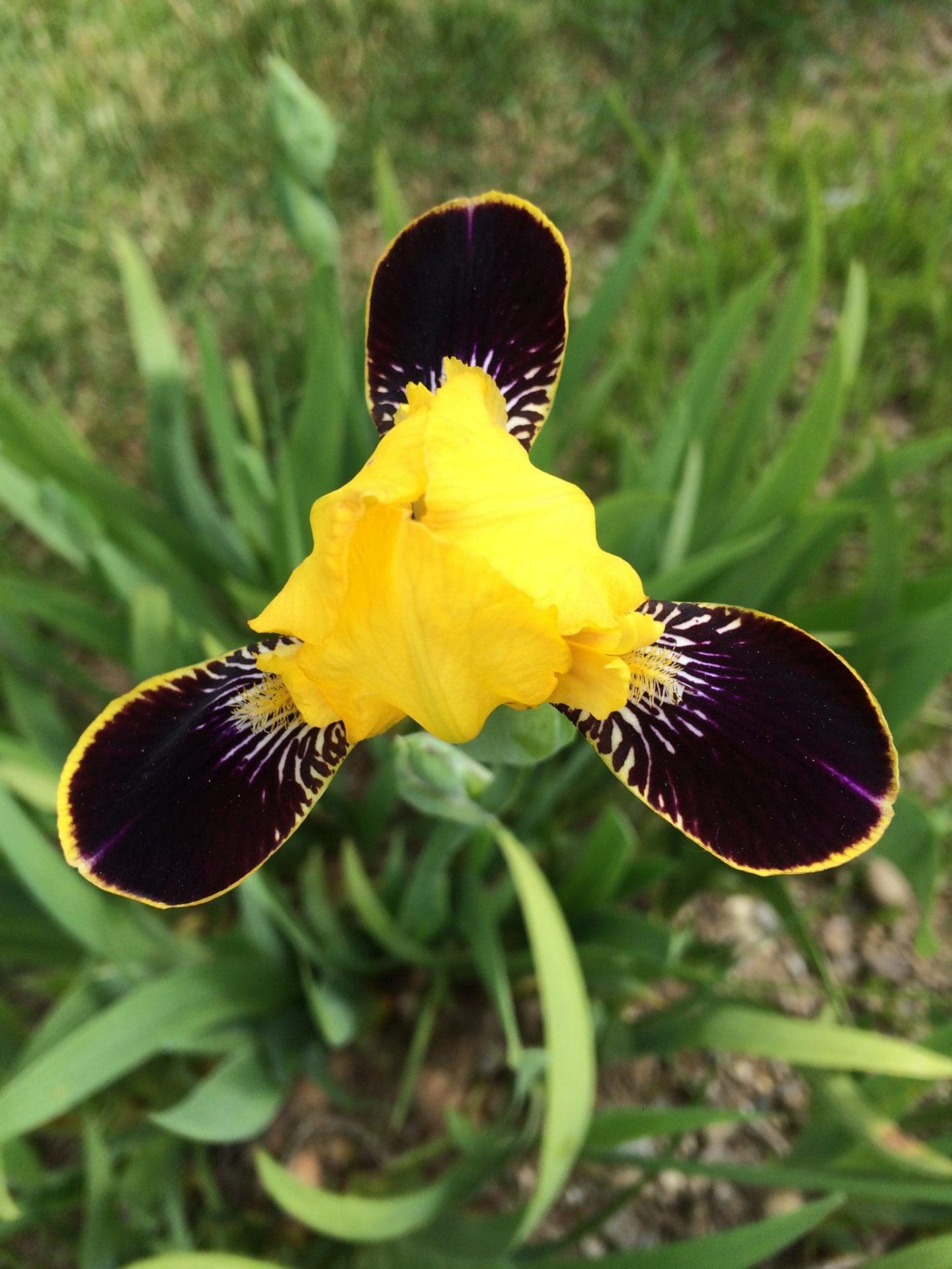 Foto von Bumblebee Deelite