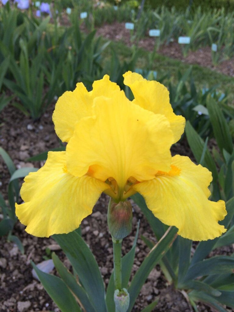 Foto von Butter Cookie