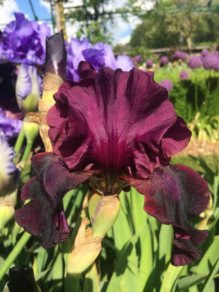 Foto von Click Rouge