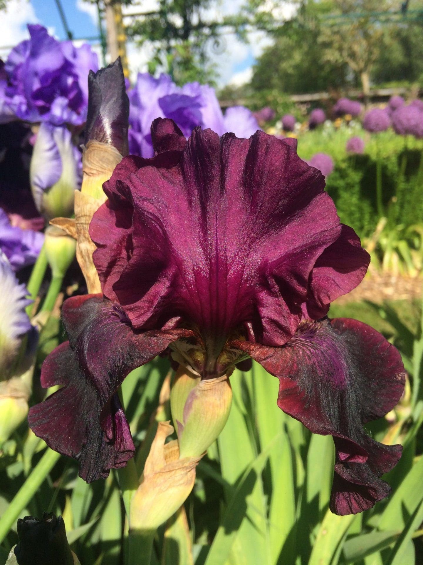 Photo de Click Rouge