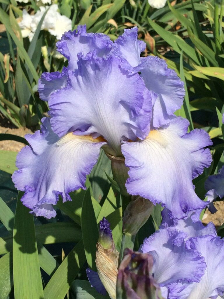 Foto von Cloud Ballet - R