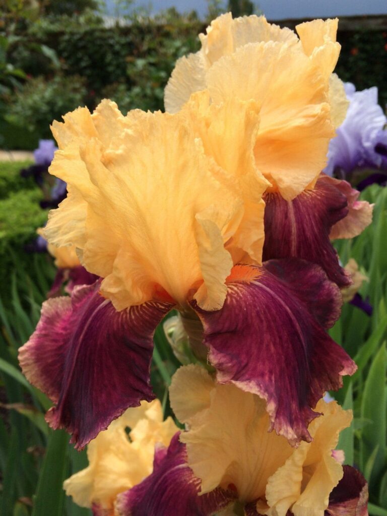 Foto von Come What May - R