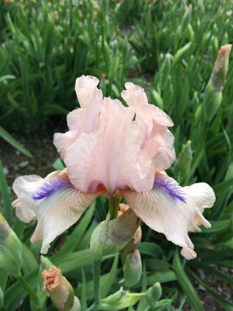 Foto von Concertina - R