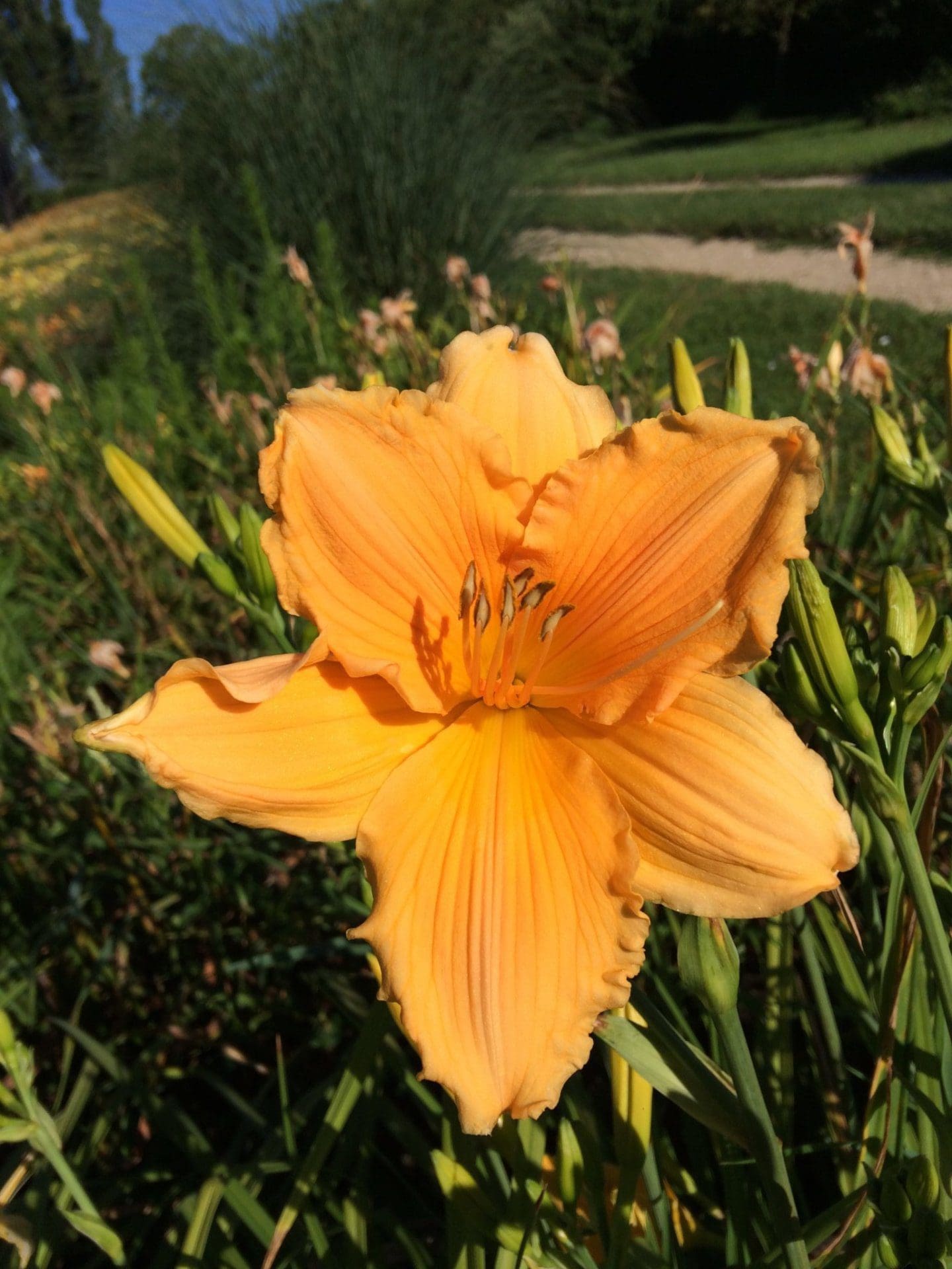 Foto von Cordure Peach