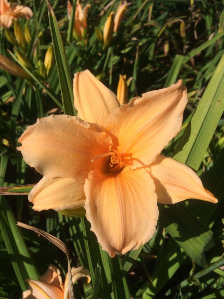 Photo of Court Of Honor