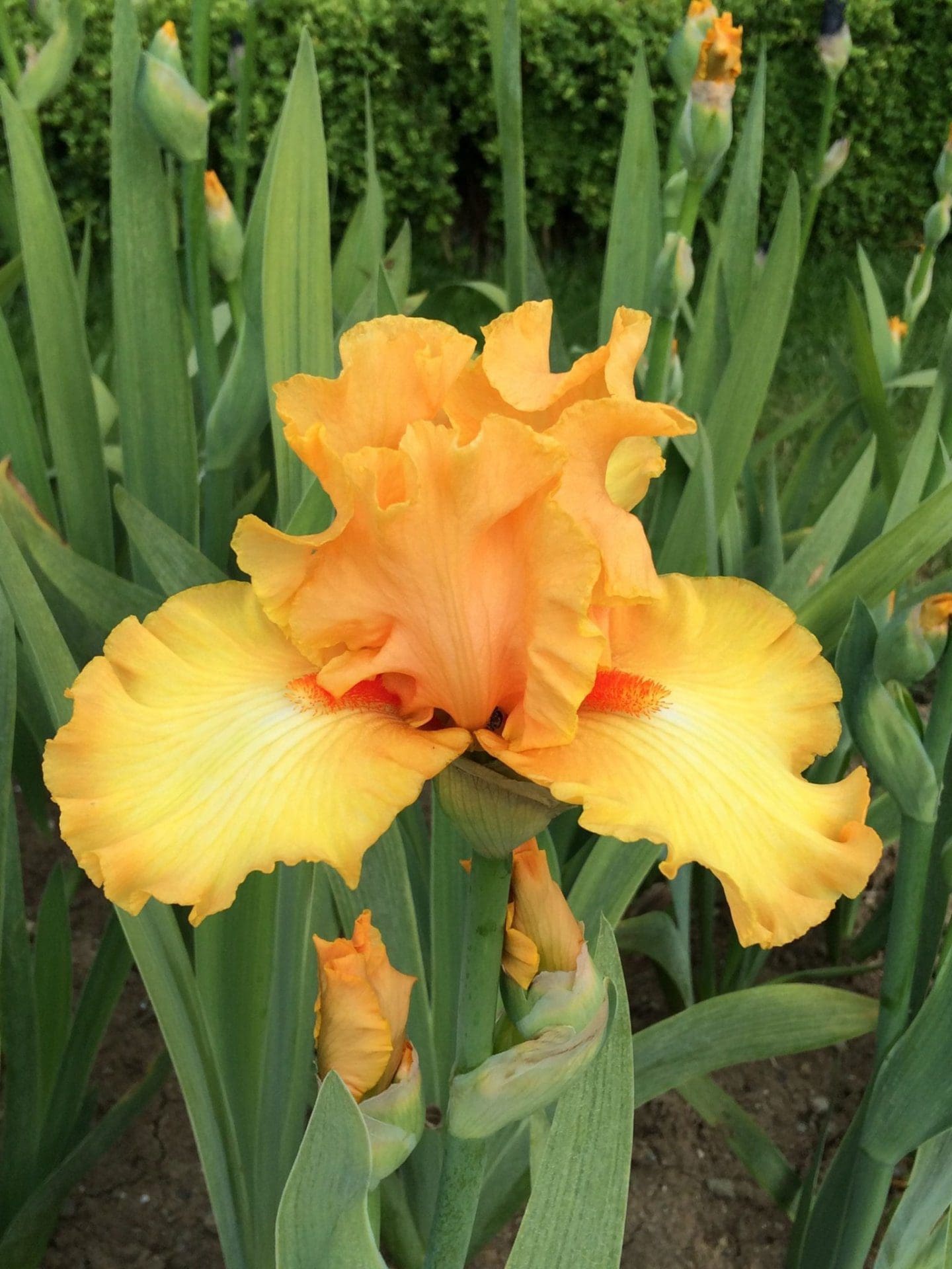 Foto von Crackling Caldera