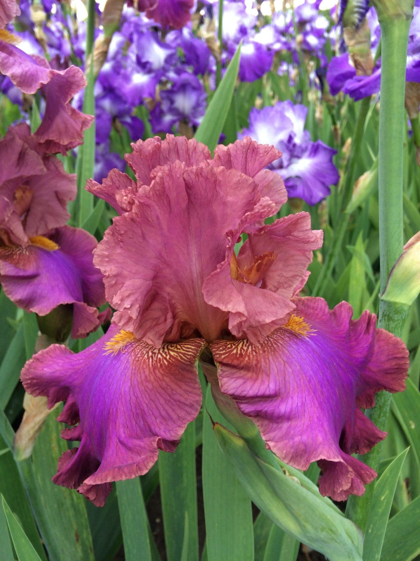 Foto von Dance The Night Away