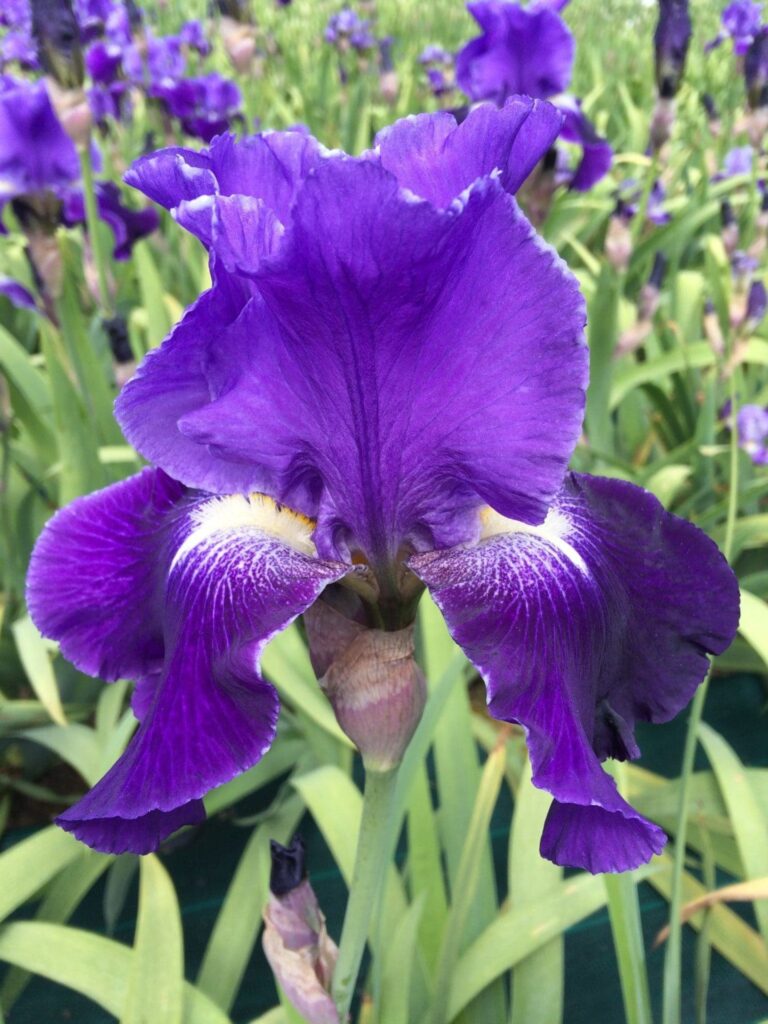 Foto von Daughter Of Stars - R