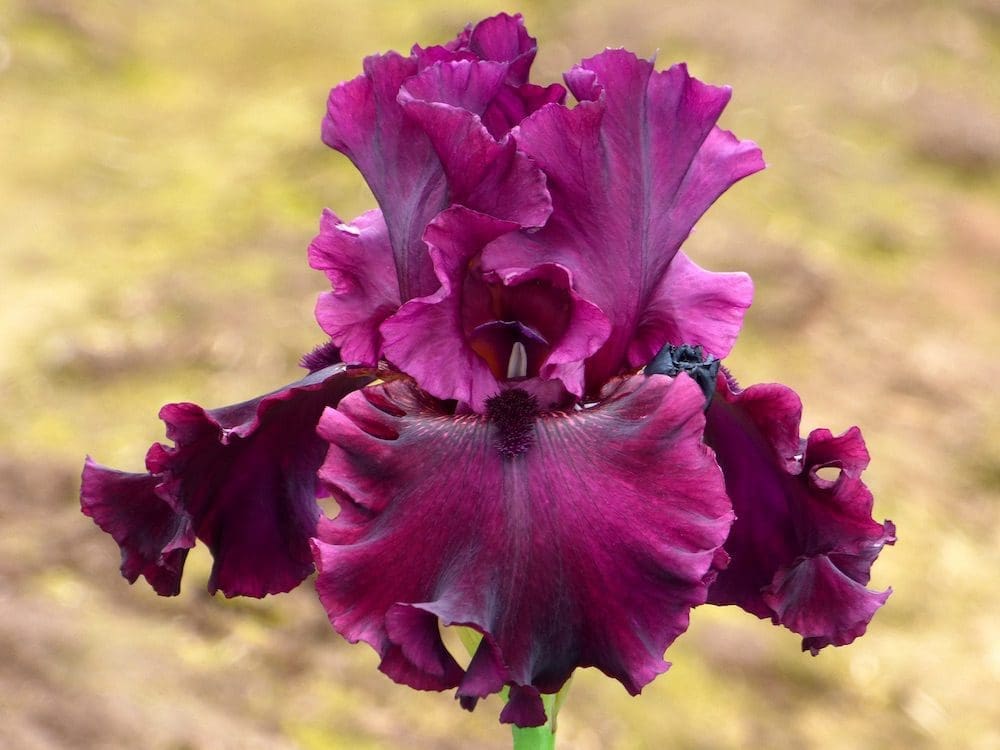 Photo de Diablo Rojo