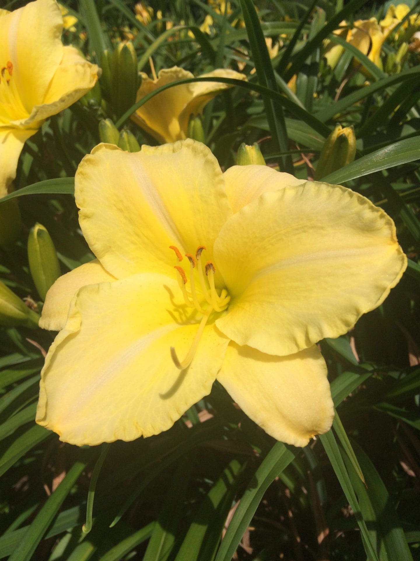 Photo of Dorothe Louise