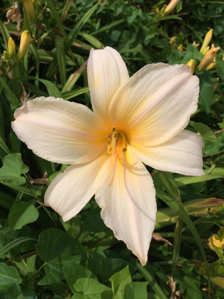 Foto von Drifted Snow