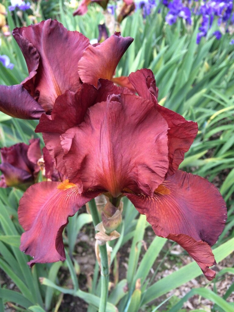 Foto von Dutch Chocolate - R