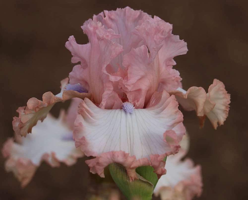 Photo de Eyes Of An Angel