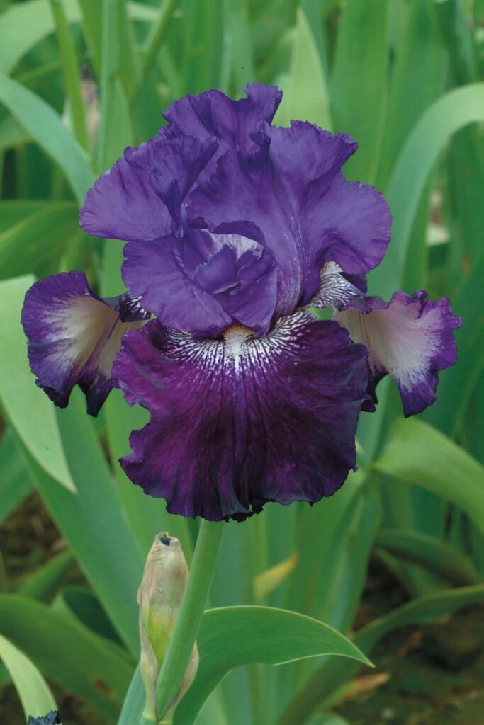 Foto von Fiddlin'Around - R