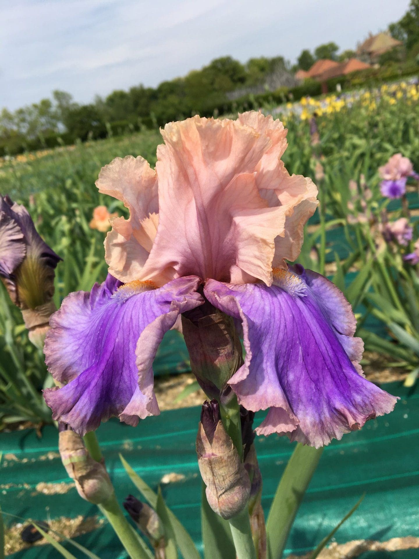 Foto von Florentine Silk