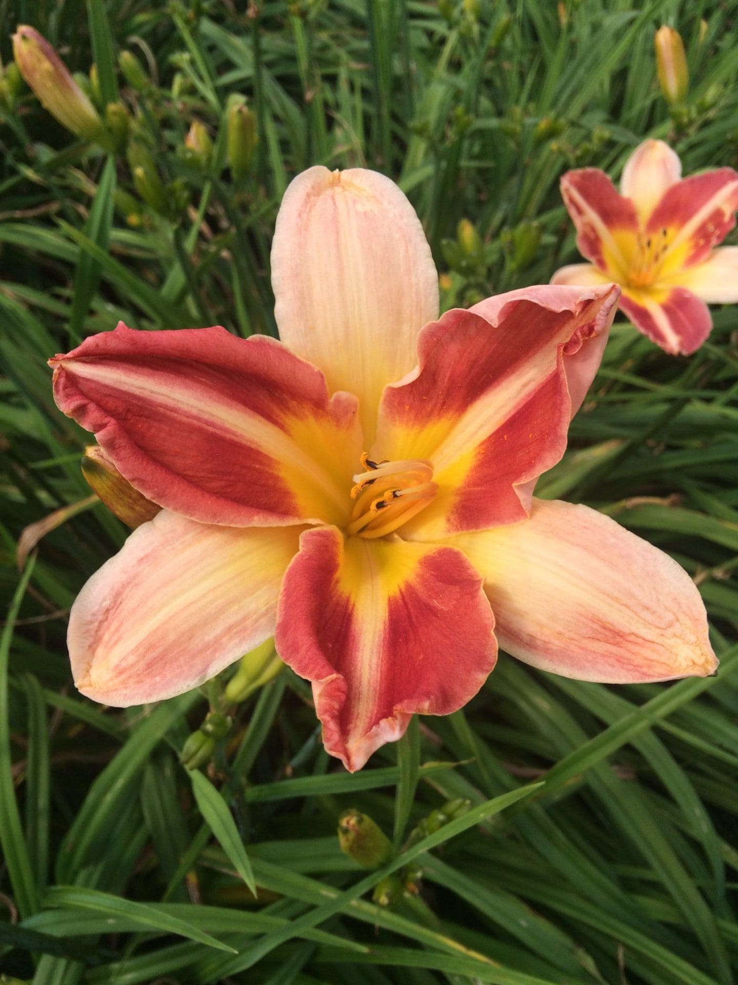 Foto von Flying Colors