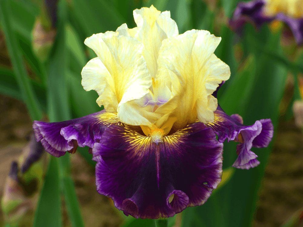 Foto von Frenchglen - R