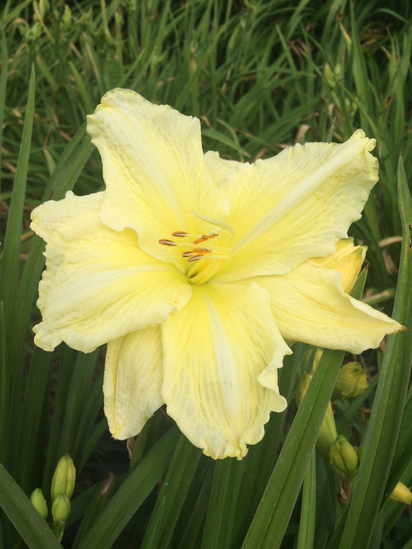 Foto von Frosted Cream